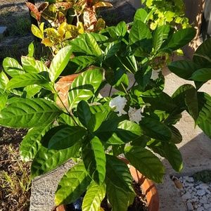 Meet your Posher, Rosa